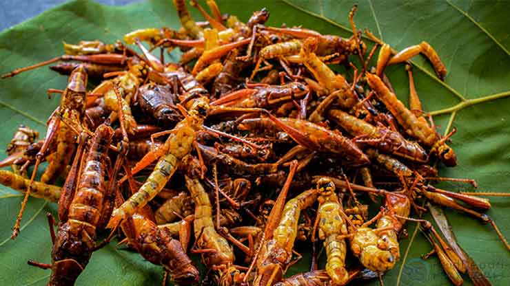 28 Walang Goreng