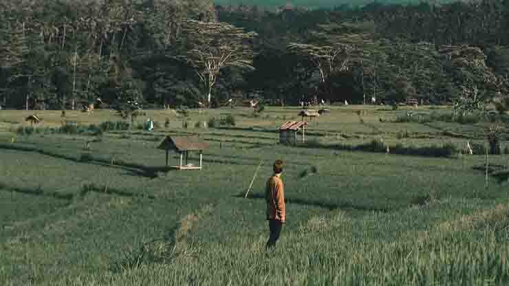 rumus lightroom pemandangan sawah
