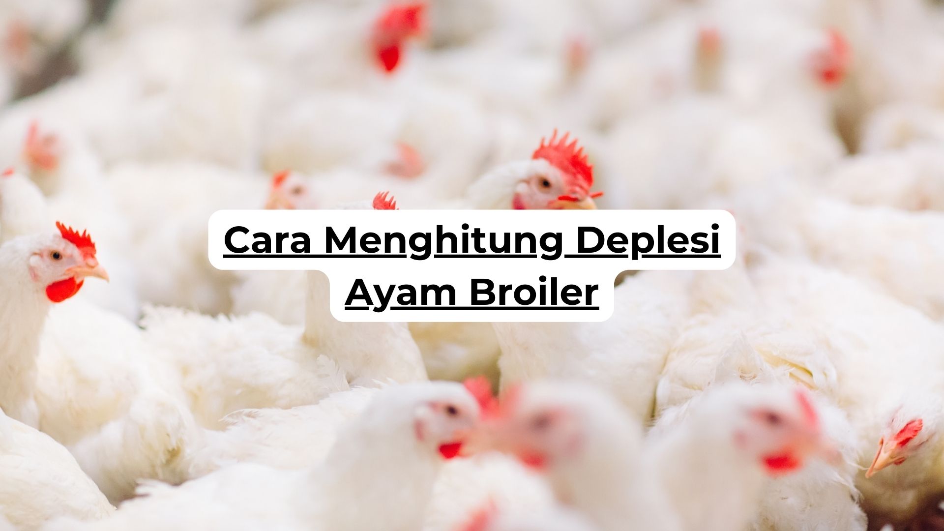 Cara Menghitung Deplesi Ayam Broiler 2 Cara Menghitung Deplesi Ayam Broiler